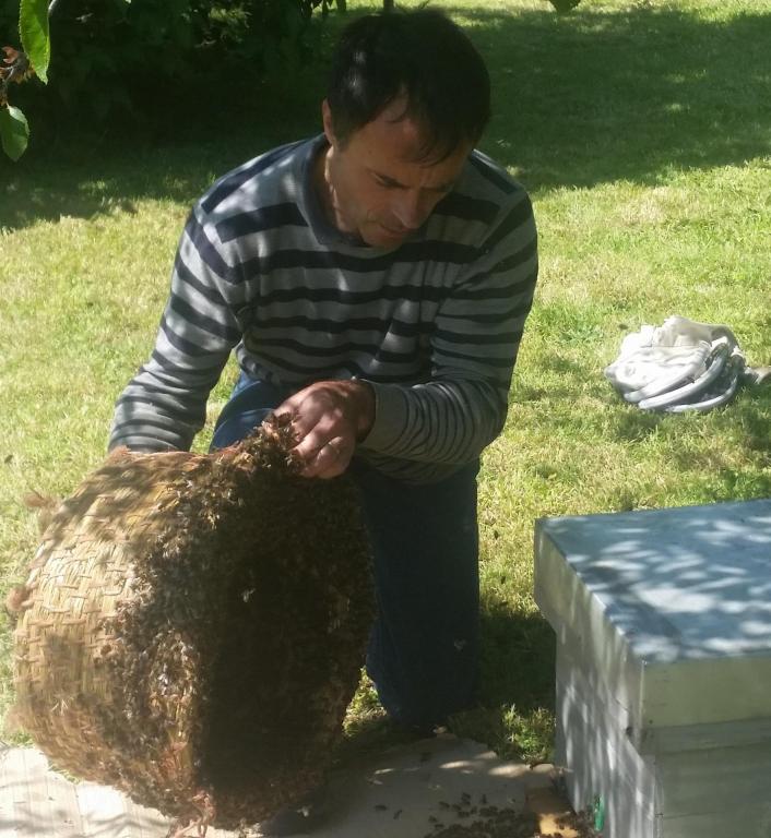 Mise en ruche d'un essaim