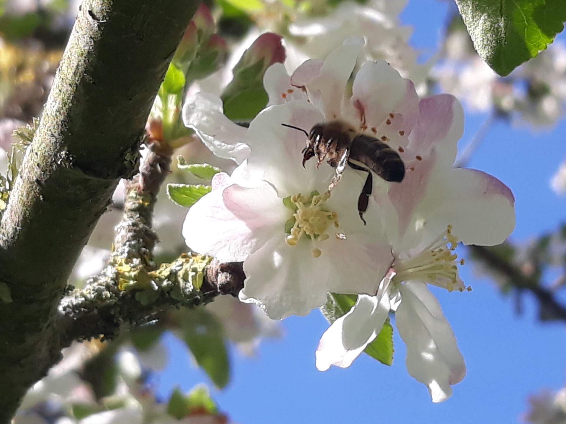 Une abeille butine une fleur de pommier