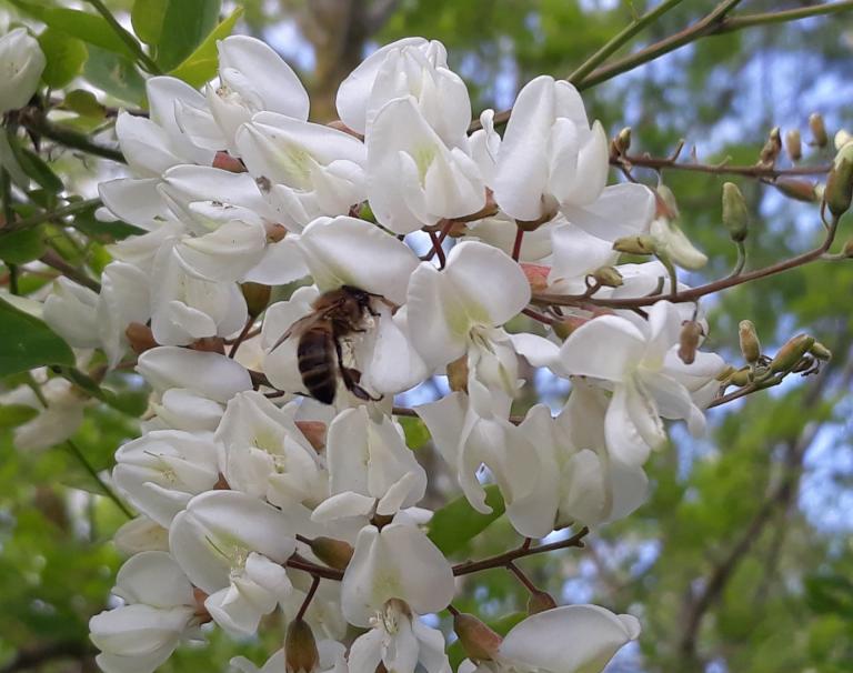 Une abeille butine une fleur d'acacia