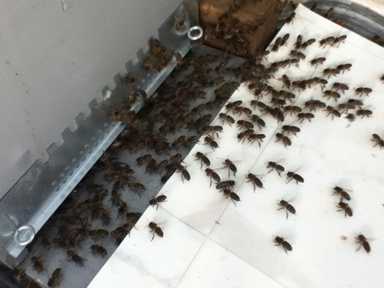 Les abeilles rentrant dans la ruches après la capture d'un essaim.