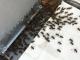 Les abeilles rentrant dans la ruches après la capture d'un essaim.